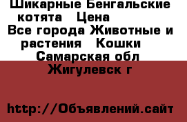 Шикарные Бенгальские котята › Цена ­ 25 000 - Все города Животные и растения » Кошки   . Самарская обл.,Жигулевск г.